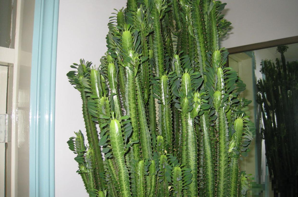 养龙骨这4点别忘记，轻松长到房顶，太大气了！