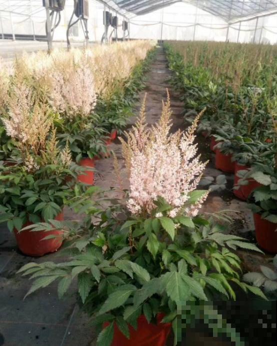 好看好养的络新妇，耐寒又耐阴，开花的时候超级美！