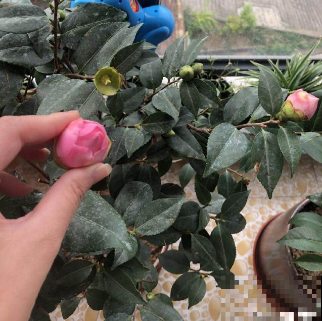 花开一半就掉了，再不管，花苞全掉光