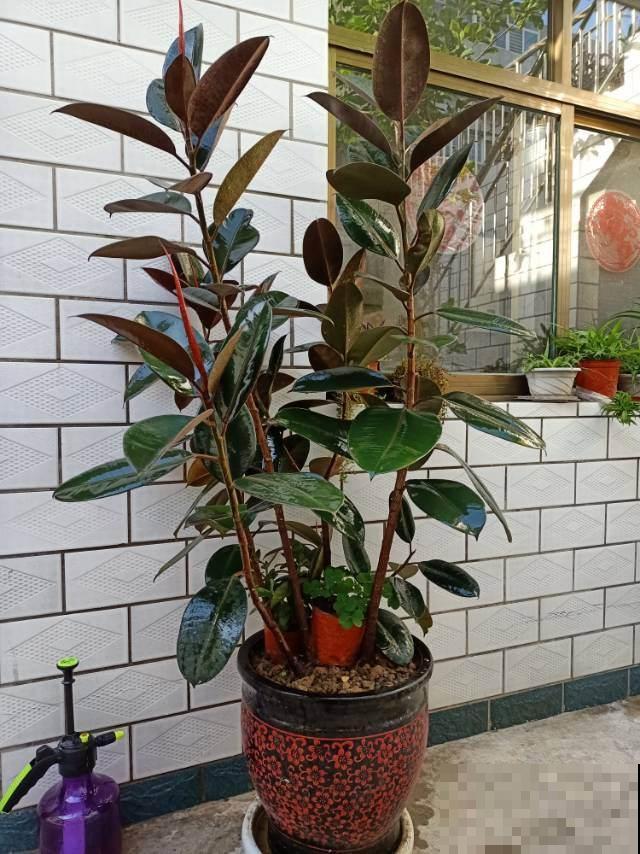 橡皮树突然开花，一定是有好兆头！