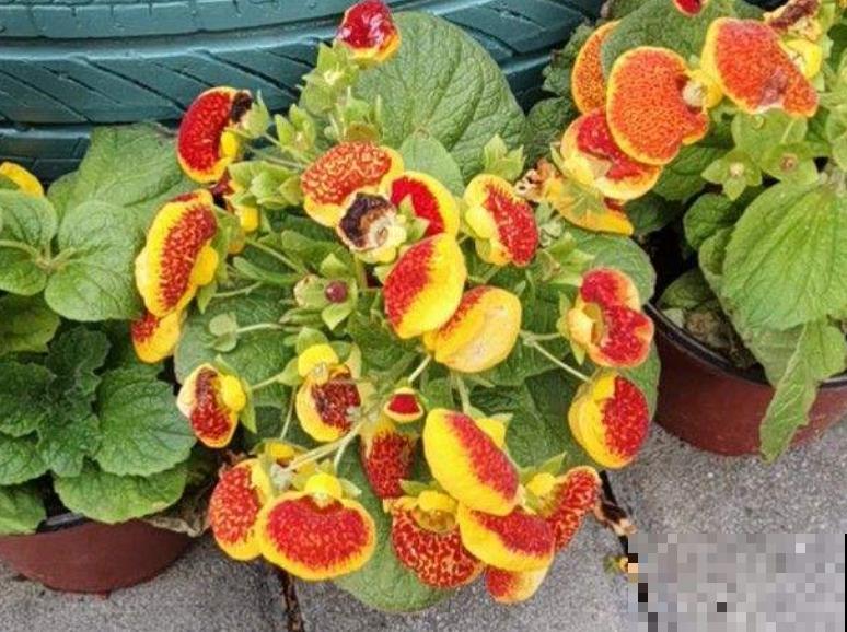 1种花名叫“钱袋子”，养在家里有好运，开花超美！