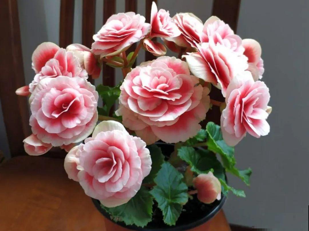 比绿萝好看的8种花，养护起来特简单，颜色还鲜艳