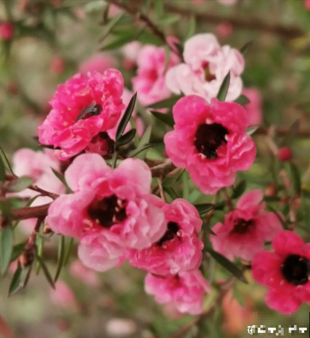 红红火火的过年花,开花特热闹,过年必备! 红红火火的过年花,开花特热闹,过年必备!