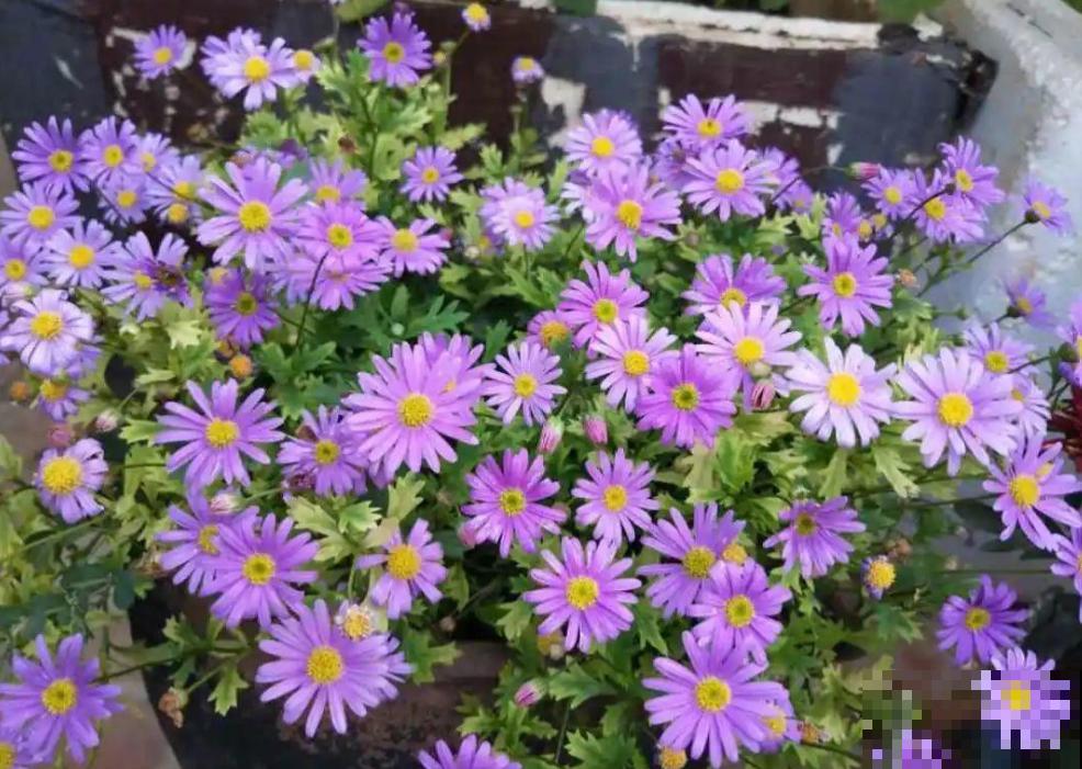 姬小菊的养护技巧,学会这几点,一年四季花开不断! 姬小菊的养护技巧,学会这几点,一年四季花开不断!