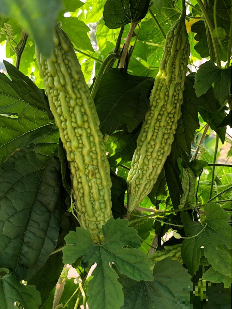 5种蔬菜适合冬天吃,含水量高,炒菜凉拌都好吃 5种蔬菜适合冬天吃,含水量高,炒菜凉拌都好吃