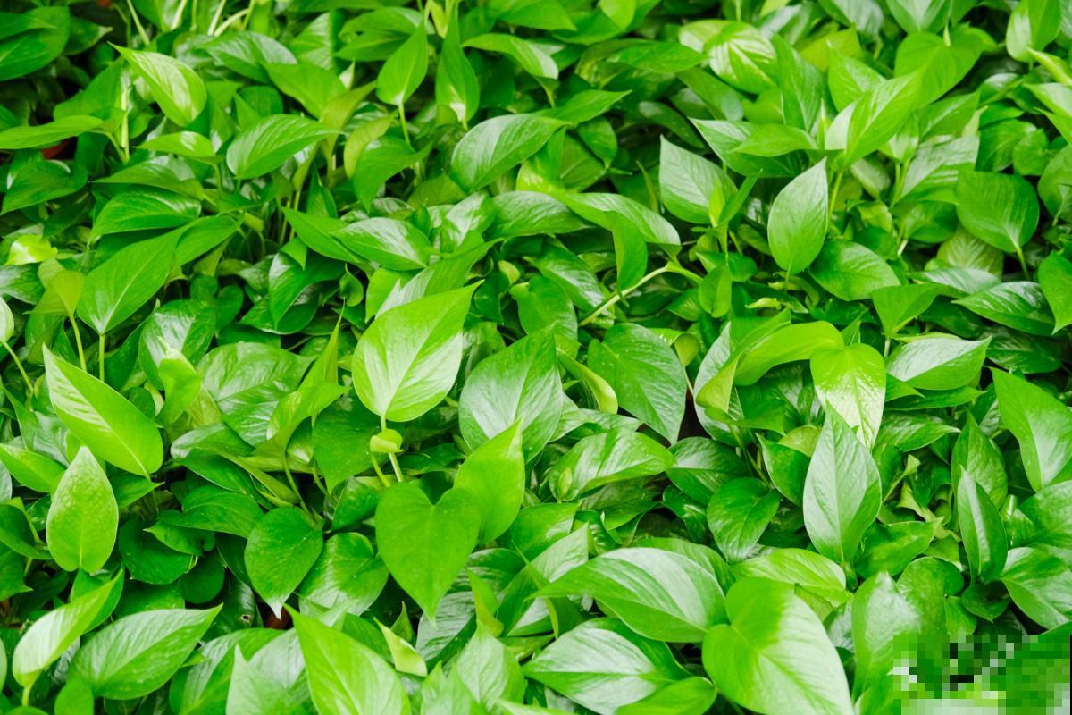 废弃塑料袋堆成山？囤起来养花，效果非常好！