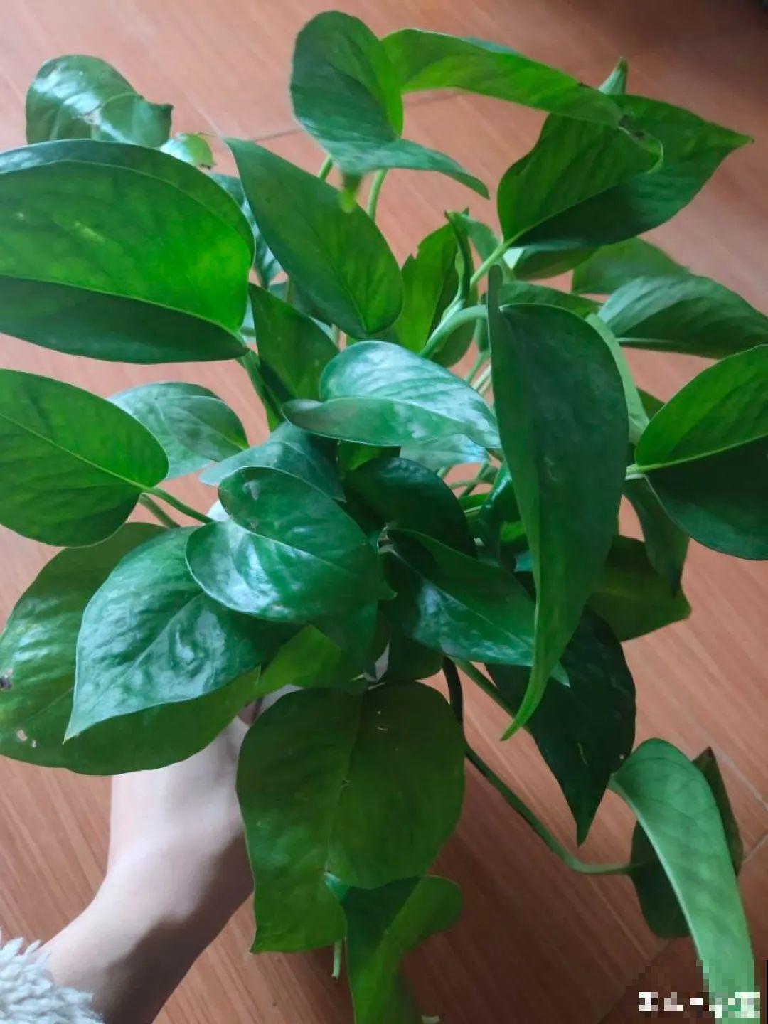 24种花,净化空气最厉害,绿萝竟然倒数! 24种花,净化空气最厉害,绿萝竟然倒数!