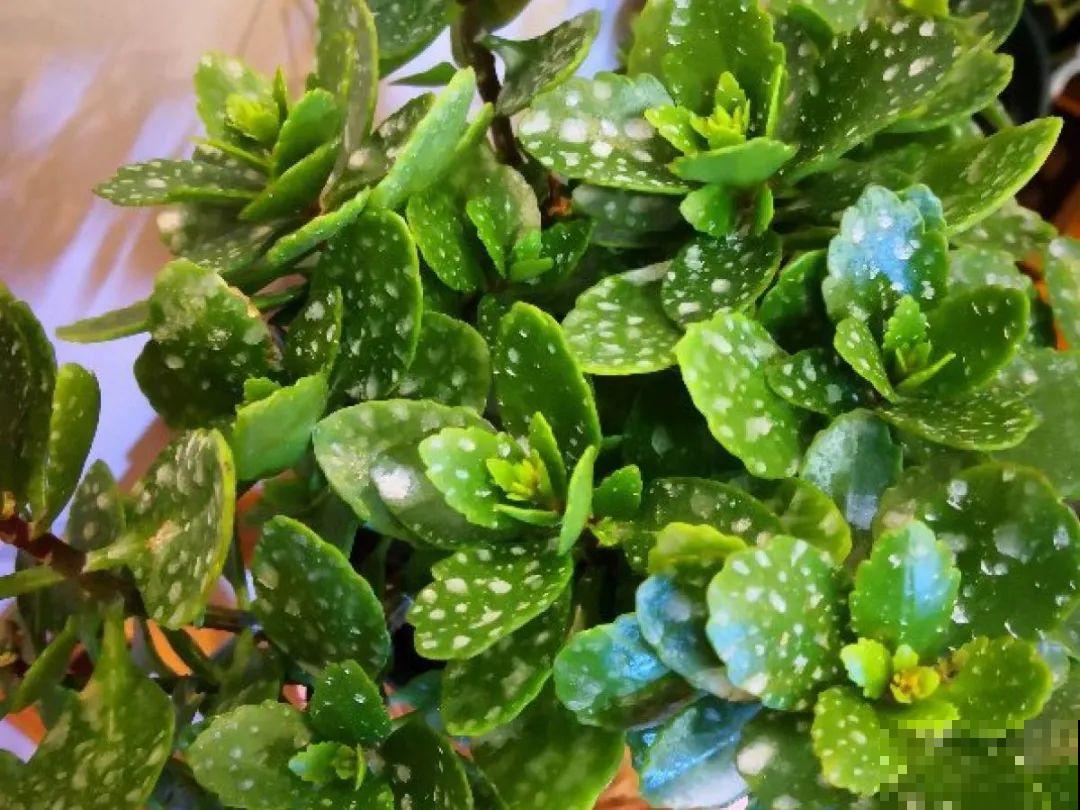 惊蛰之后，小虫乱飞，教你16种杀虫方法