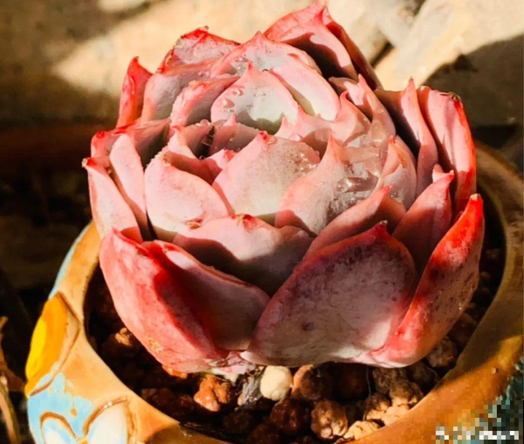 小阳台也能养多肉，一尺一寸，都是繁华！