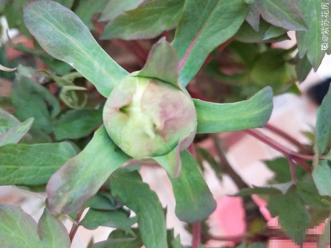 春天花要苏醒了，快施肥，新芽狂窜不断