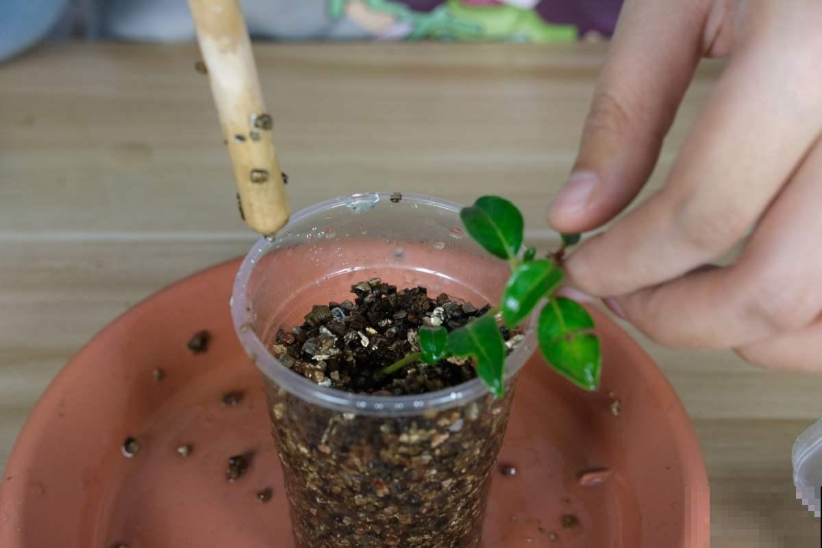 薄荷不会养？教你3个小方法，轻松养爆盆！