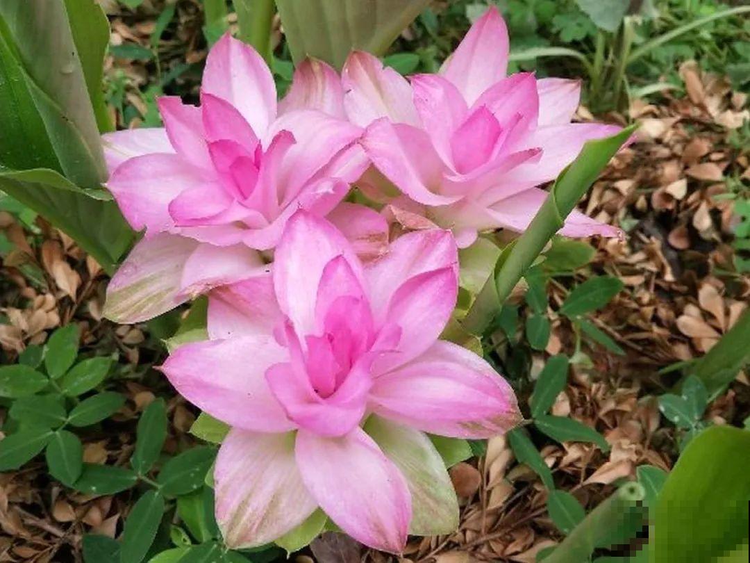 生姜埋门口,竟然开花了,花期还超长! 生姜埋门口,竟然开花了,花期还超长!