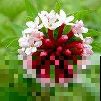 一种毒花要远离，花朵鲜艳含剧毒，却也有“温柔”一面