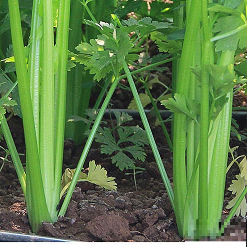 芹菜有粗有细，到底选哪种，记住3要点就行