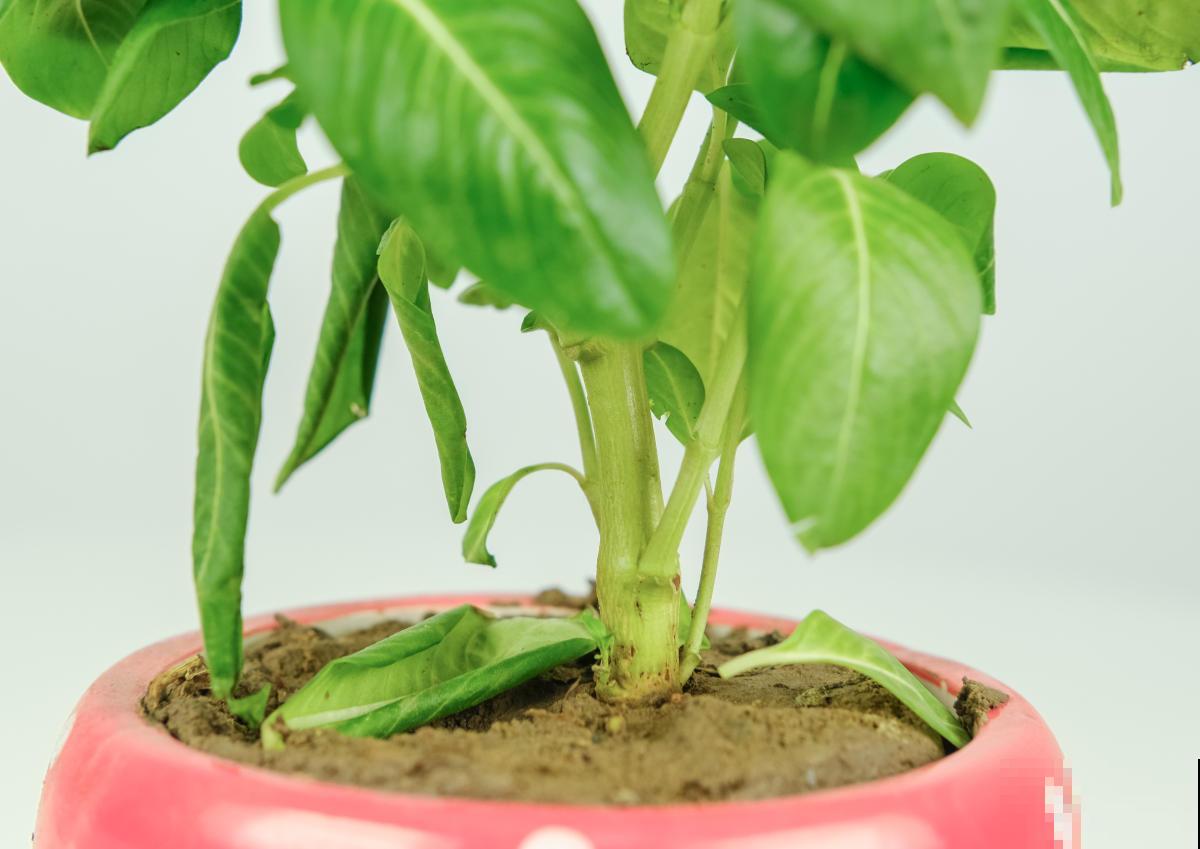 茶叶水能不能用来浇花？只有掌握好方法，才能变废为宝！