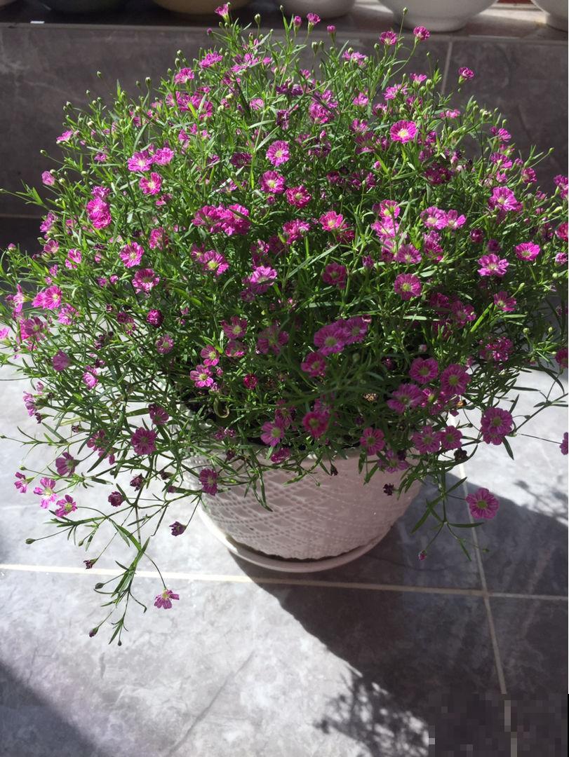 小花盆养花，花长得更壮，还不容易烂根