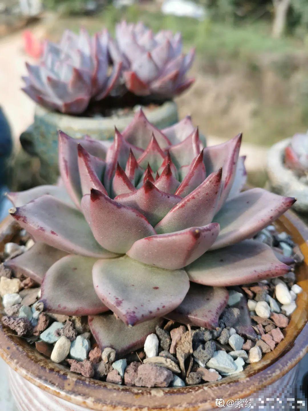 我在村里种多肉,盆盆状态美如画,城里人眼馋 我在村里种多肉,盆盆状态美如画,城里人眼馋