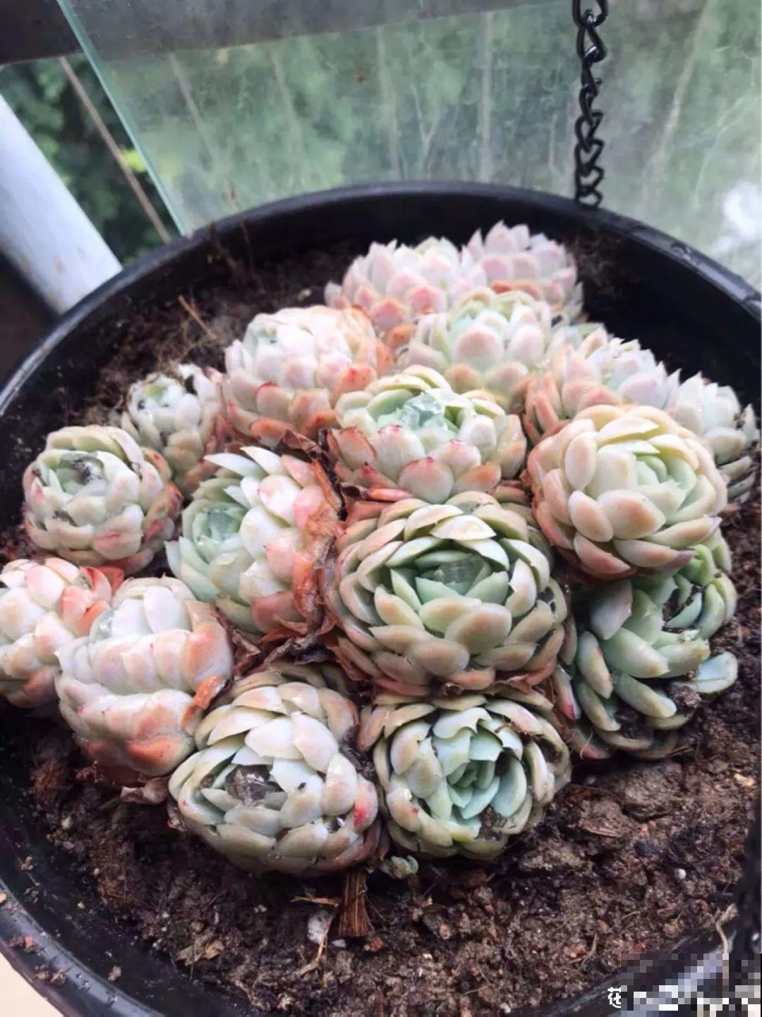 有个小阳台，养满多肉，满满的幸福感！