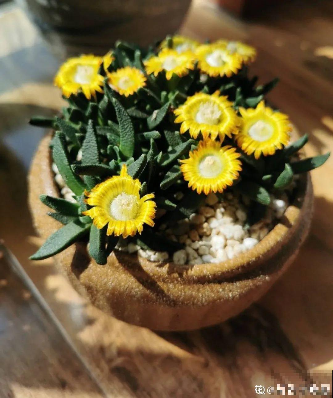 5种多肉,开花不会死,反而活得更久 5种多肉,开花不会死,反而活得更久