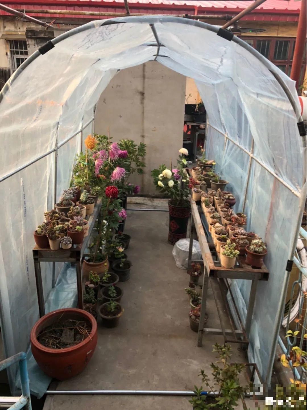 冬天太冷，花要及时保暖，才能安全越冬