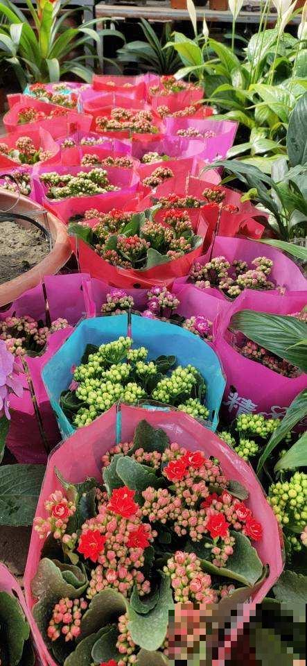 新手买花,要注意4个方面,才能选到好花 新手买花,要注意4个方面,才能选到好花