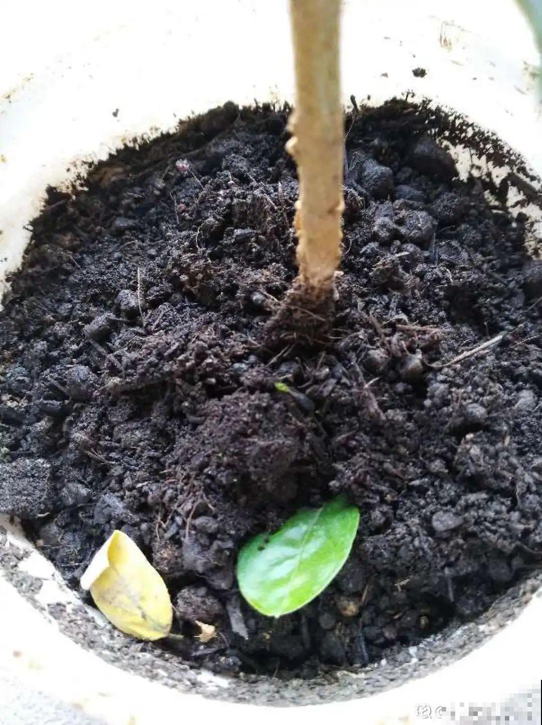 管住手！这几样事少做，花才能安稳过冬！