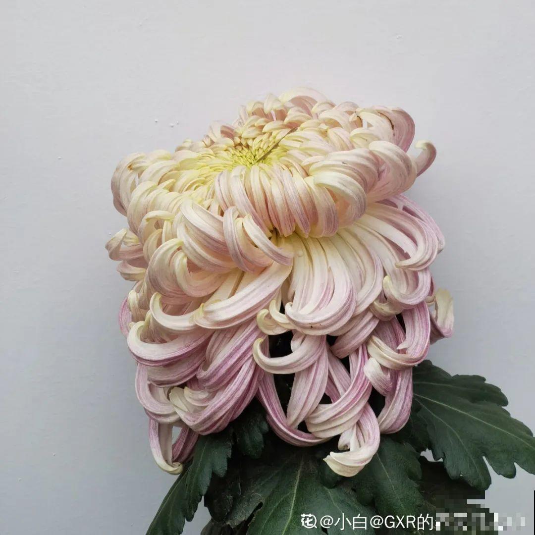 花市10块钱买的花，开花之后身价倍增，真赚了！