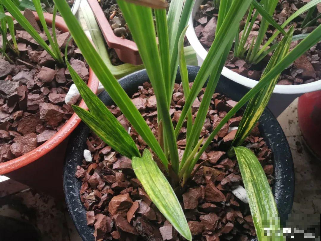 土里浇点果皮水，能维持土壤酸性，茉莉兰花开爆盆