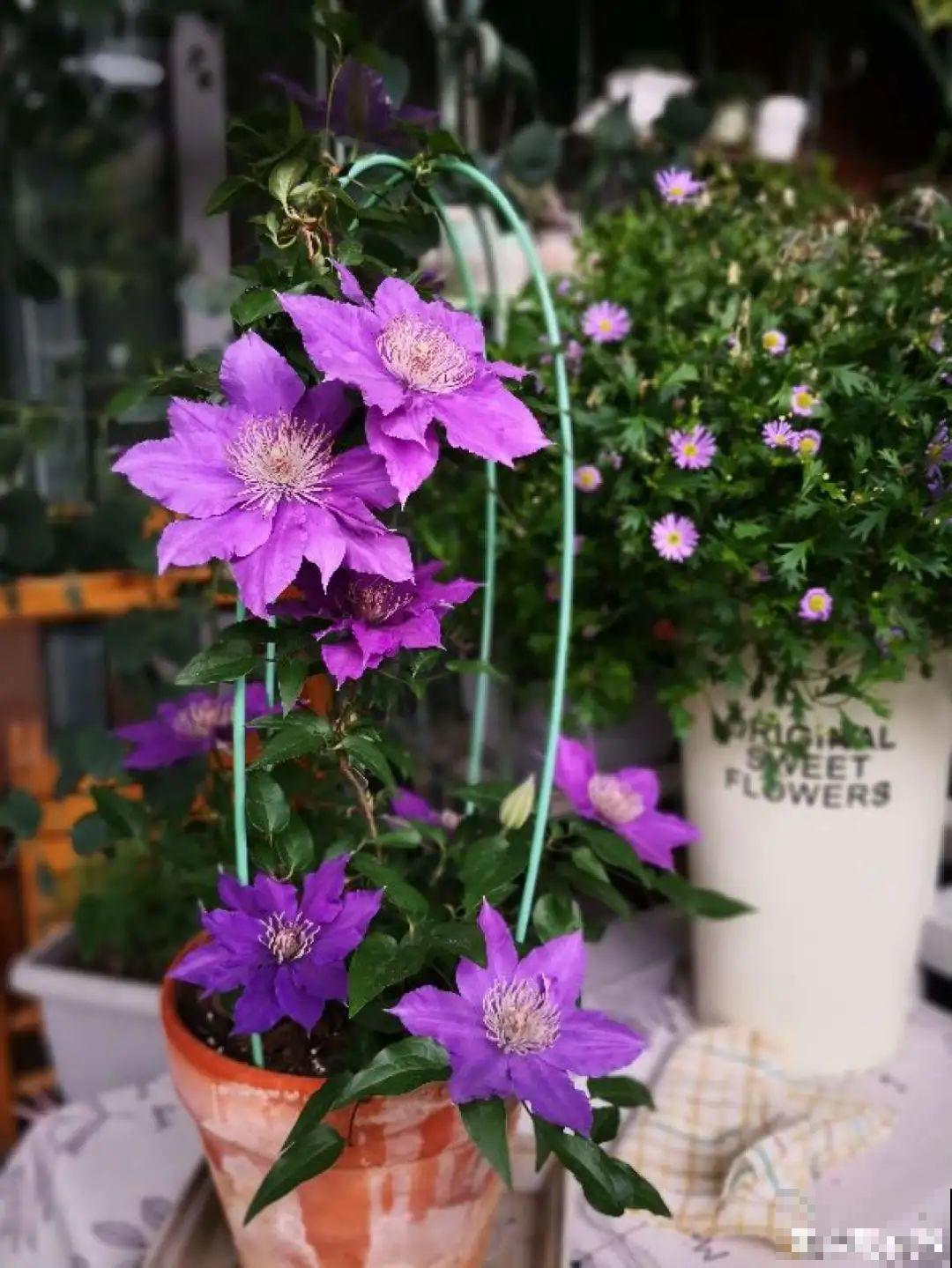 超级耐旱花，整个冬天不浇水，还能胖一圈！