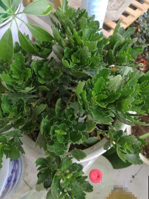 怎样用磷酸二氢钾，才能让植物爆开花？记住3点太重要！