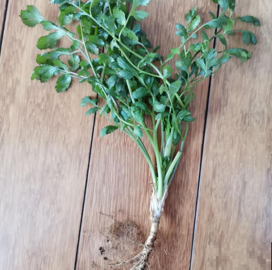 冬天就爱囤菜？教你3种保鲜法，放上多久都没问题！