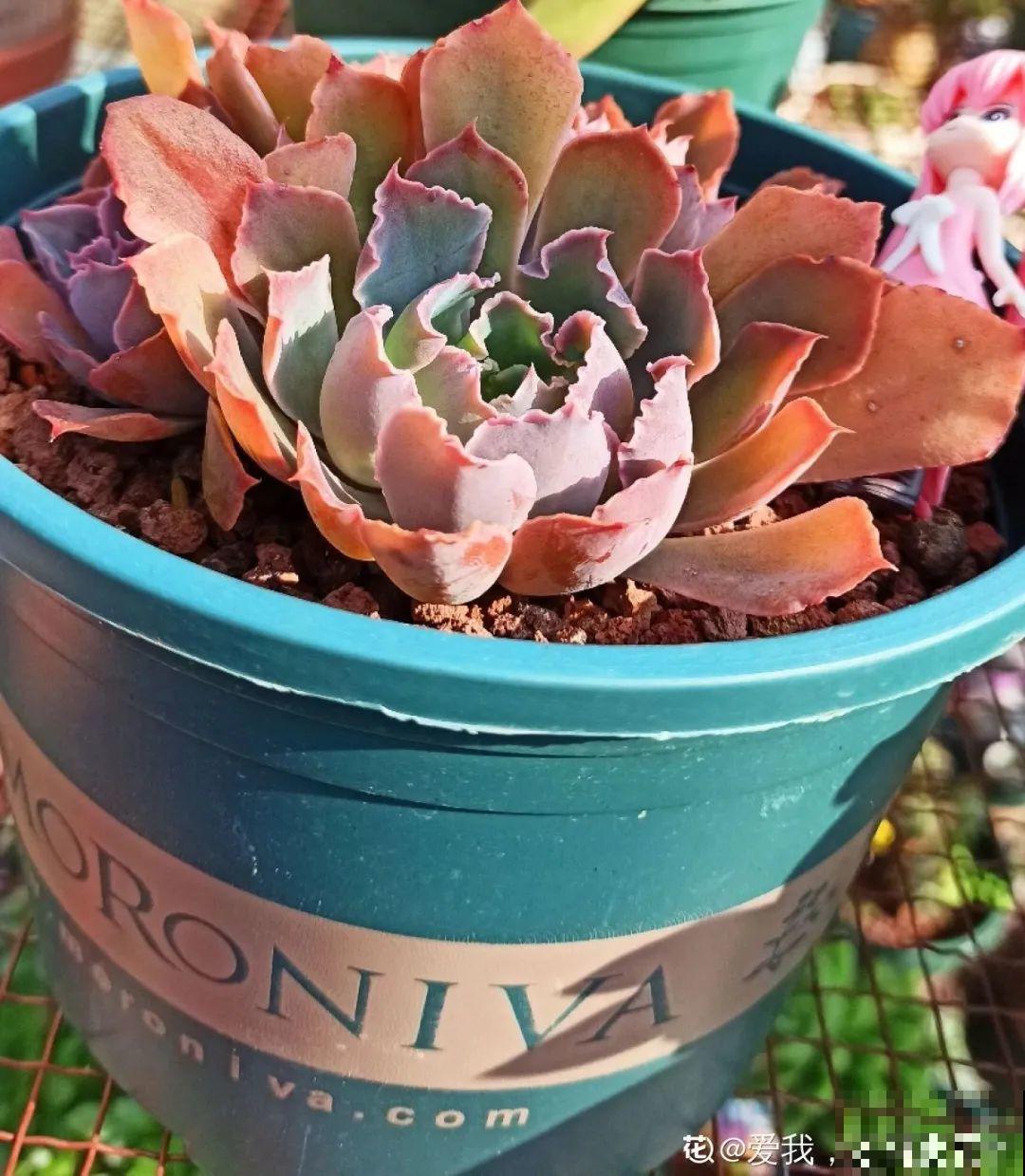 多肉养在大盆里,就是豪横霸气,棵棵大得像白菜 多肉养在大盆里,就是豪横霸气,棵棵大得像白菜