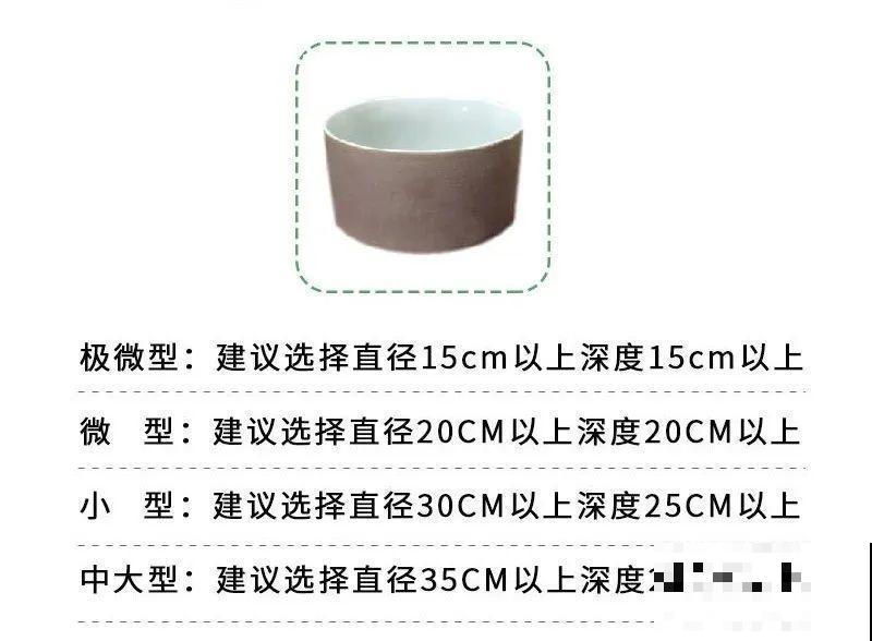 春天给花分株，1盆变成多盆，很快爆盆
