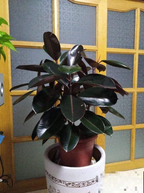3对花卉中的“双胞胎”，一不小心就认错，你养过几种？