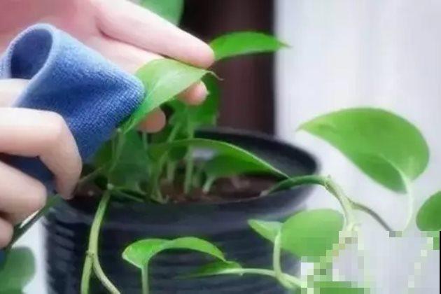 废旧海绵不要扔,用来养花效果好!预防积水不烂根! 废旧海绵不要扔,用来养花效果好!预防积水不烂根!