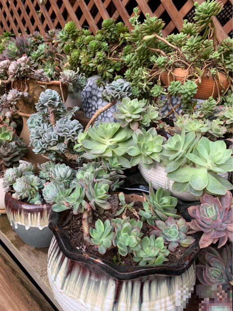 多肉招人喜欢的4点，好看好养是次要，关键是太可爱