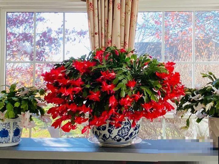 5种花不能换盆，一换就死，很难救回来