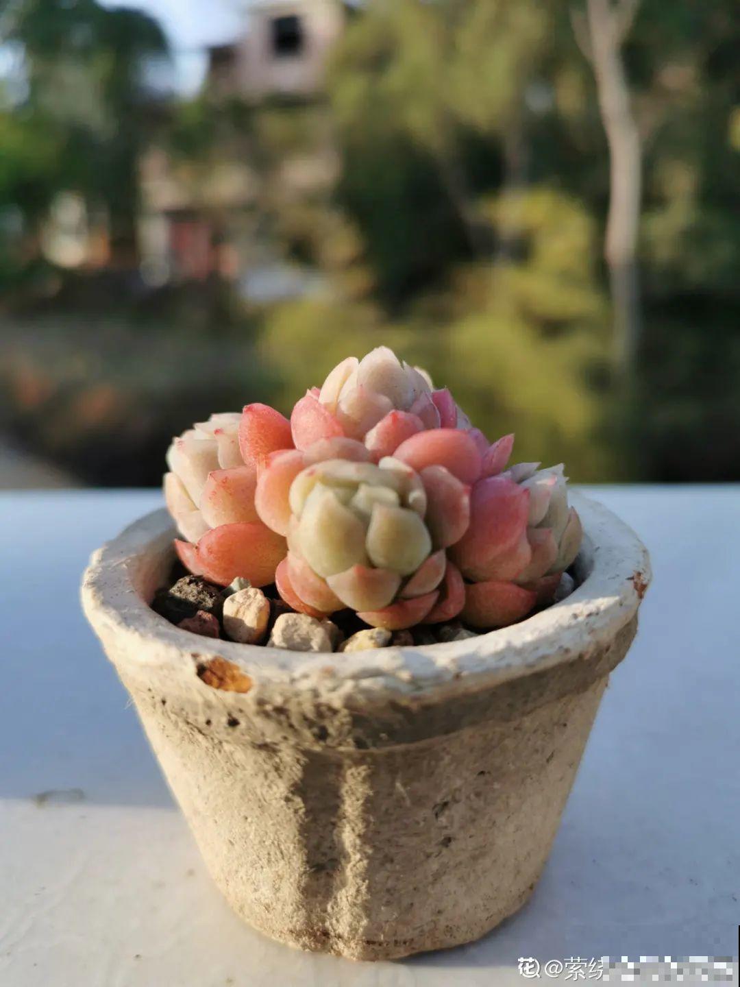 我在村里种多肉,盆盆状态美如画,城里人眼馋 我在村里种多肉,盆盆状态美如画,城里人眼馋