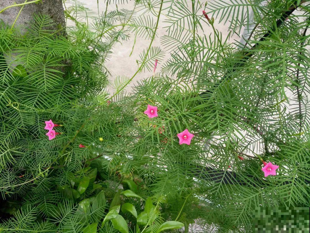 只需要种一次的花，年年疯长，除都除不尽