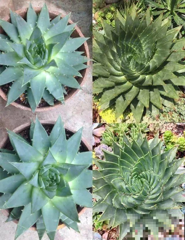 花市10块钱买的花，开花之后身价倍增，真赚了！