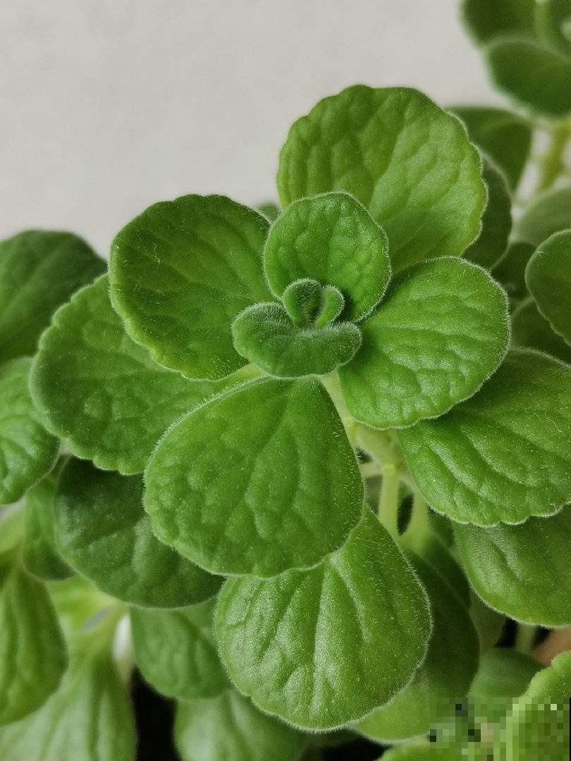 4种超有趣的植物，随便养一种，都成了“玩具”