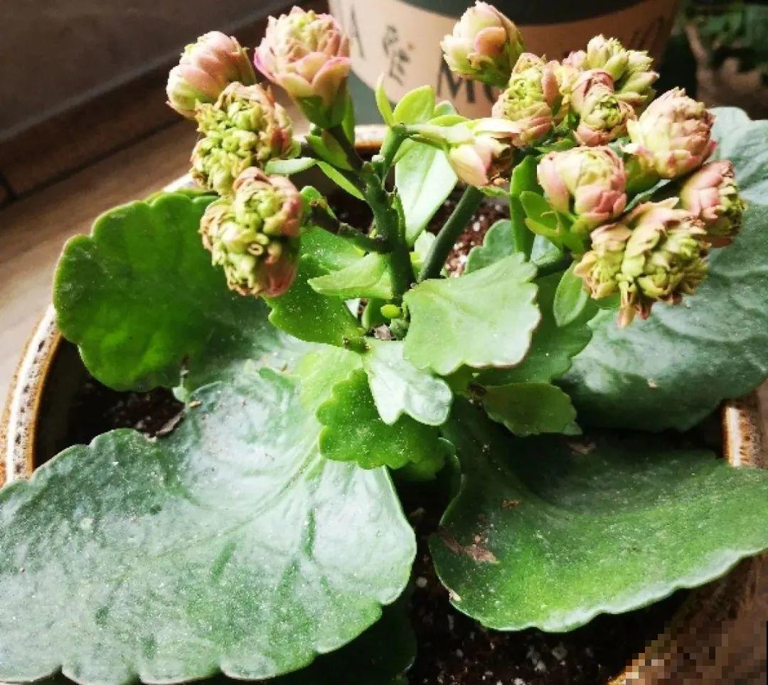 长寿花超全大养护，养爆盆的秘密，全在这里！