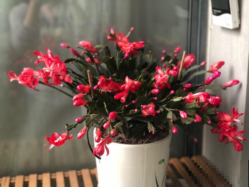 蟹爪兰是短日照花，日照时间越短，开花越早