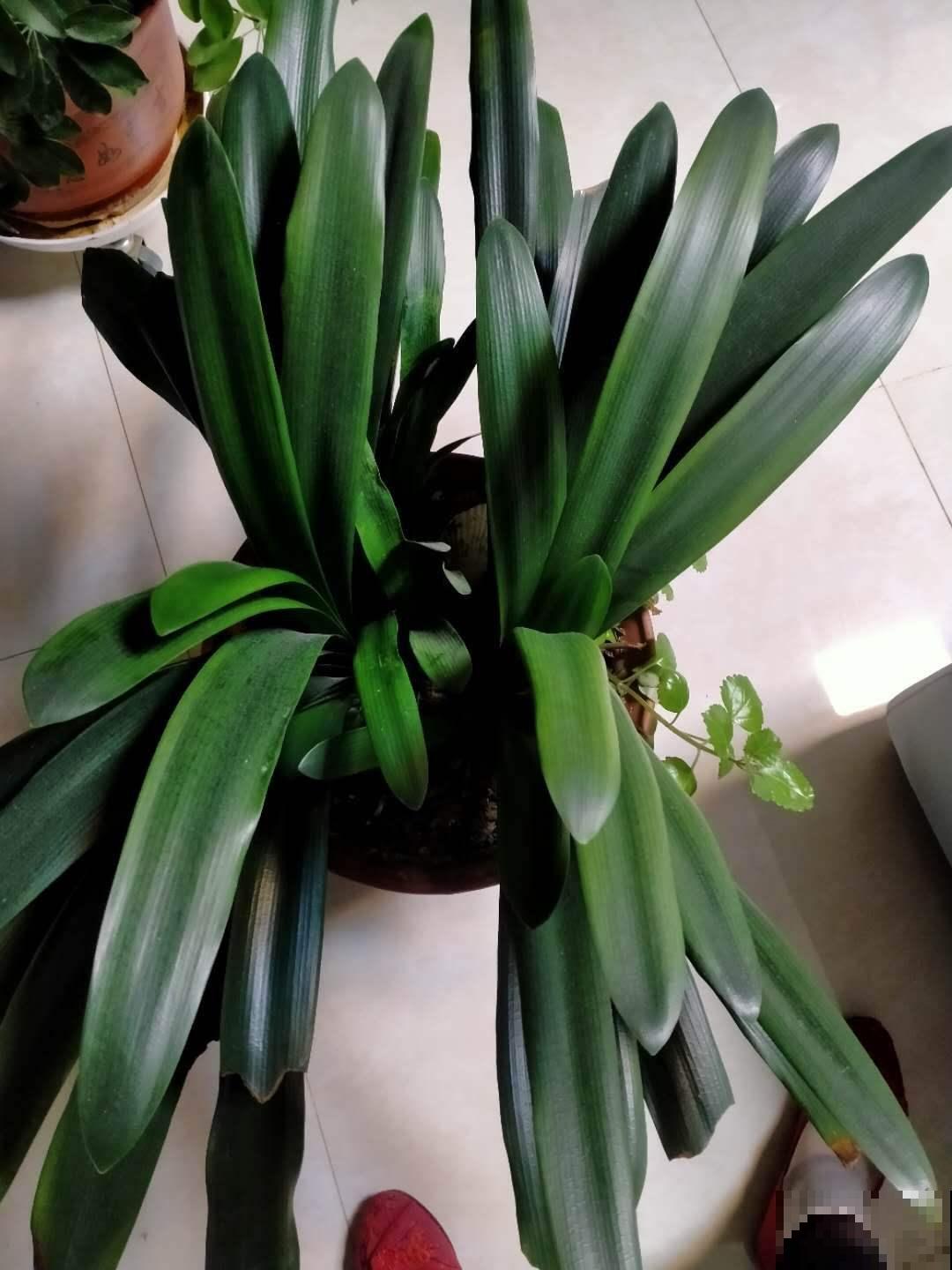 君子兰开花要符合三要素，少一个都开不了，赶紧看看符合几个