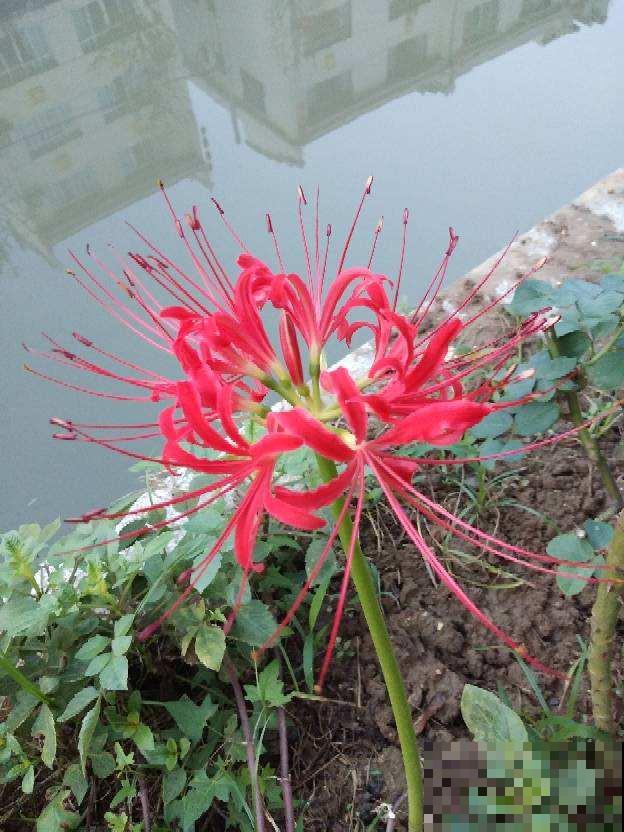 两种花，名字听起来吓人，开花却美翻了，养一次就上瘾