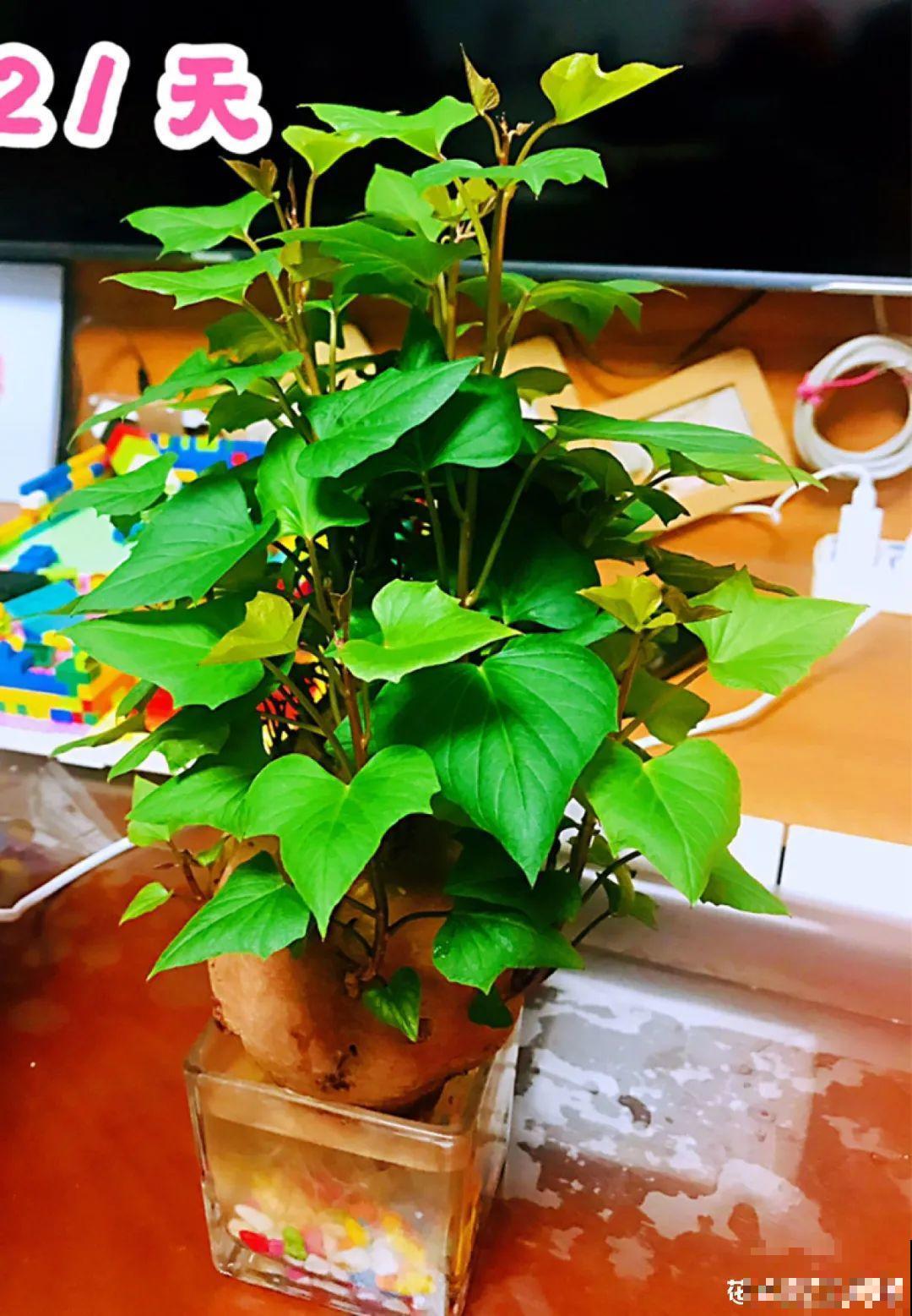 吃完的菜根切下来，埋土里就冒芽，以后不用买菜了！