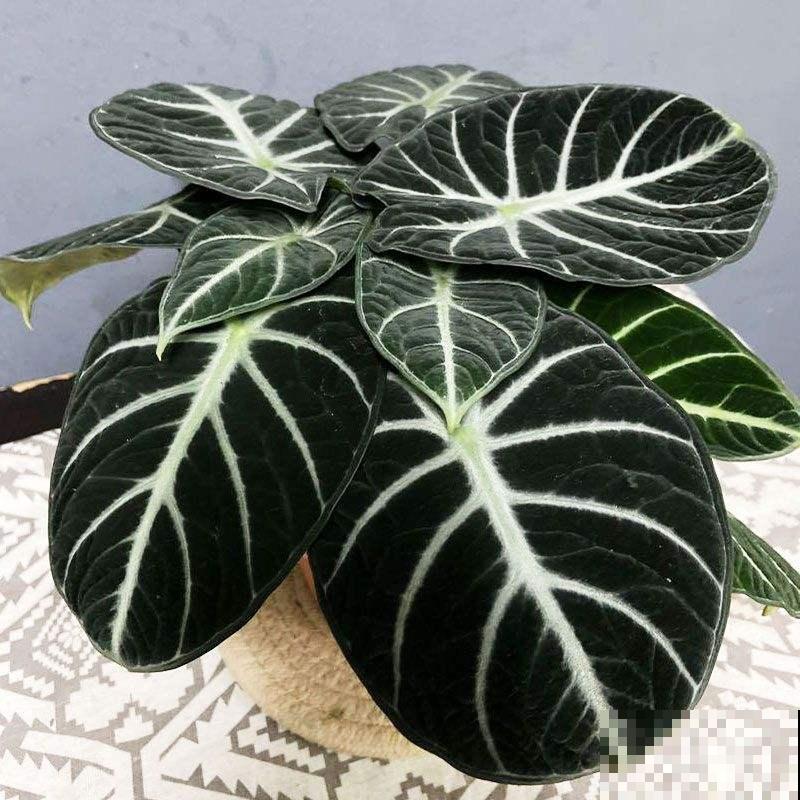 5种绿植颜值高，小众并且特耐阴，很少有人能认全