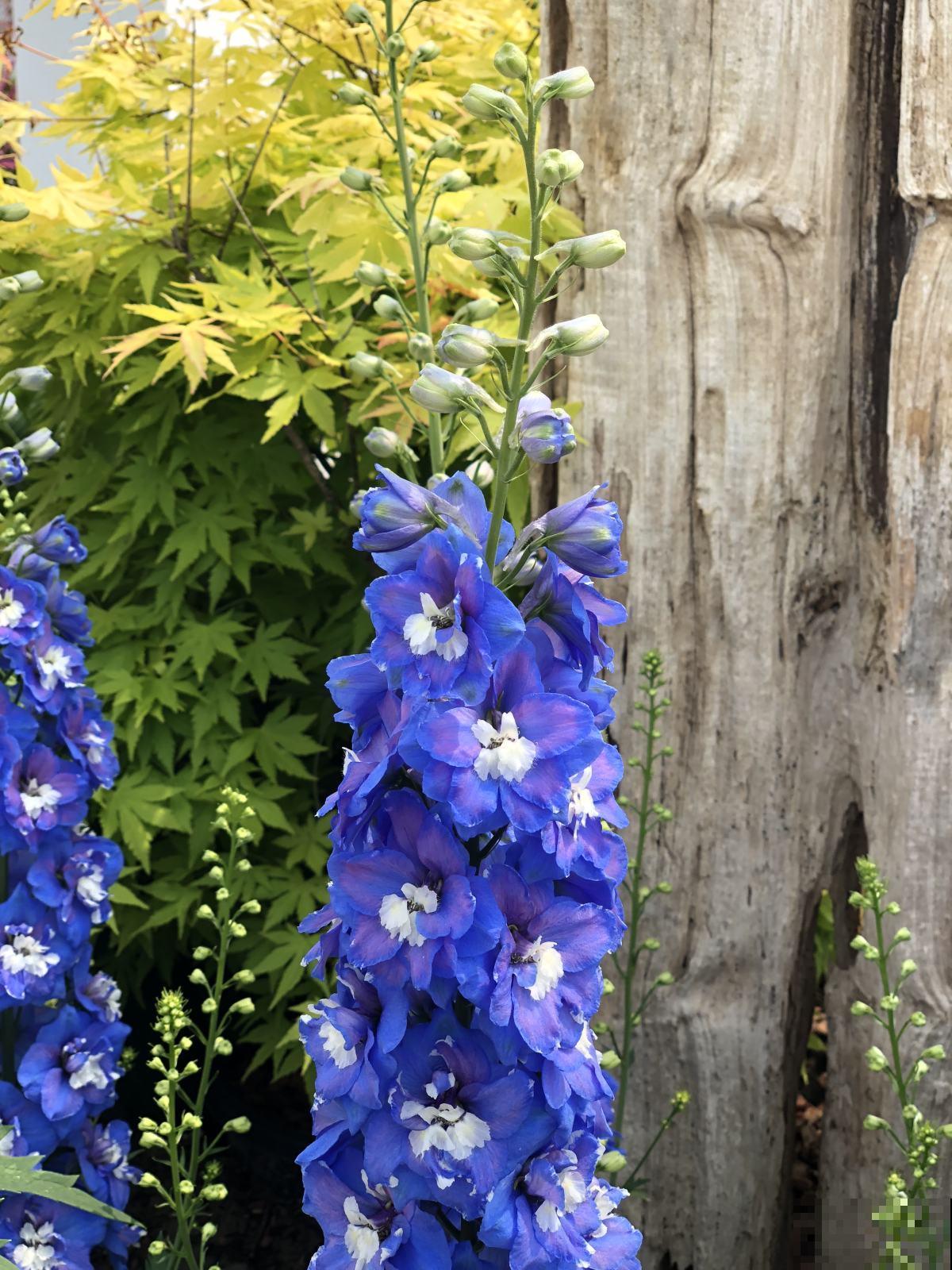 飞燕草适应能力超强，耐寒又耐旱，4个要点教你开花更美！