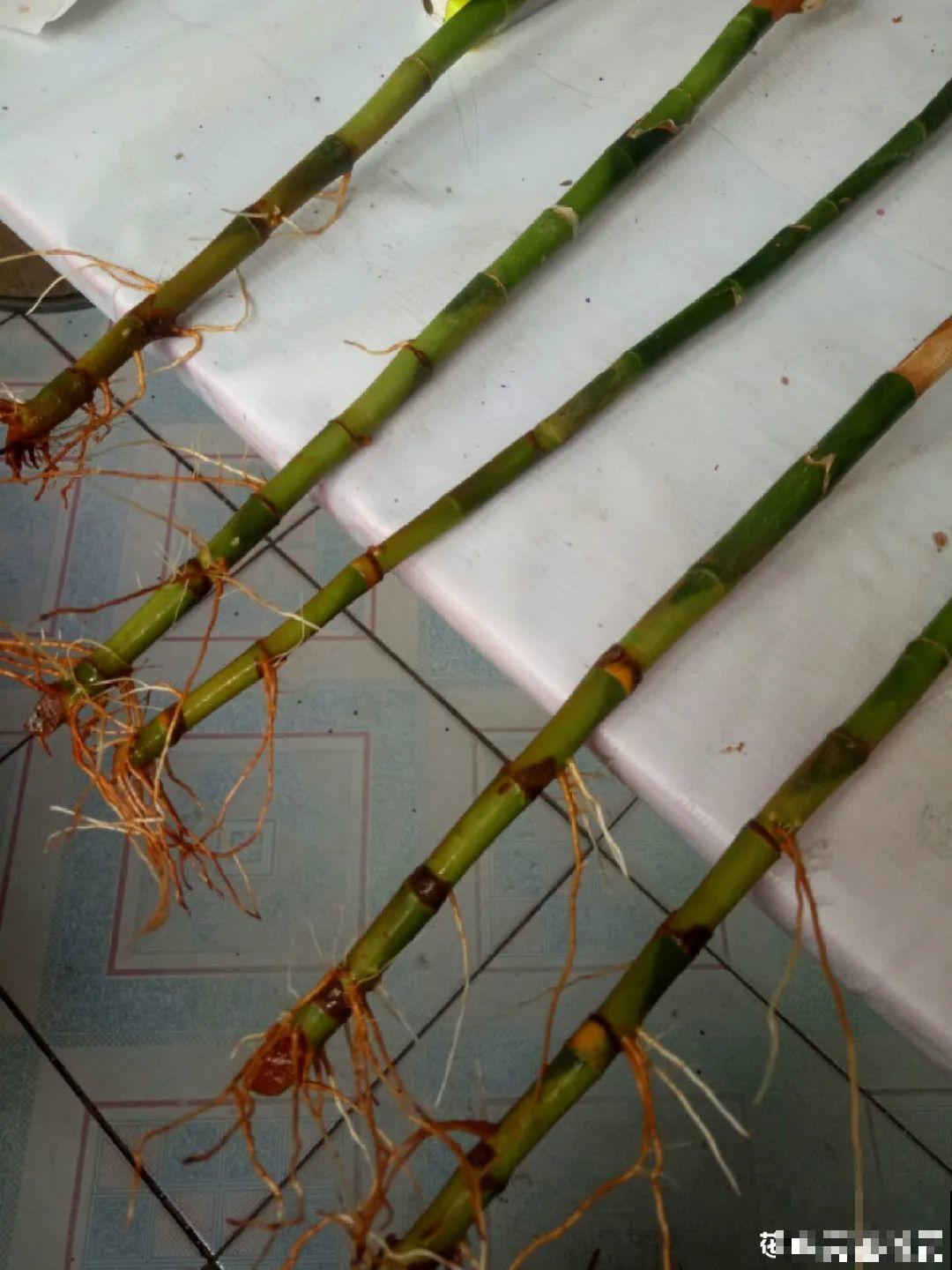 8种难养的花，脱土脱盆泡水里，越浇水长得越旺！