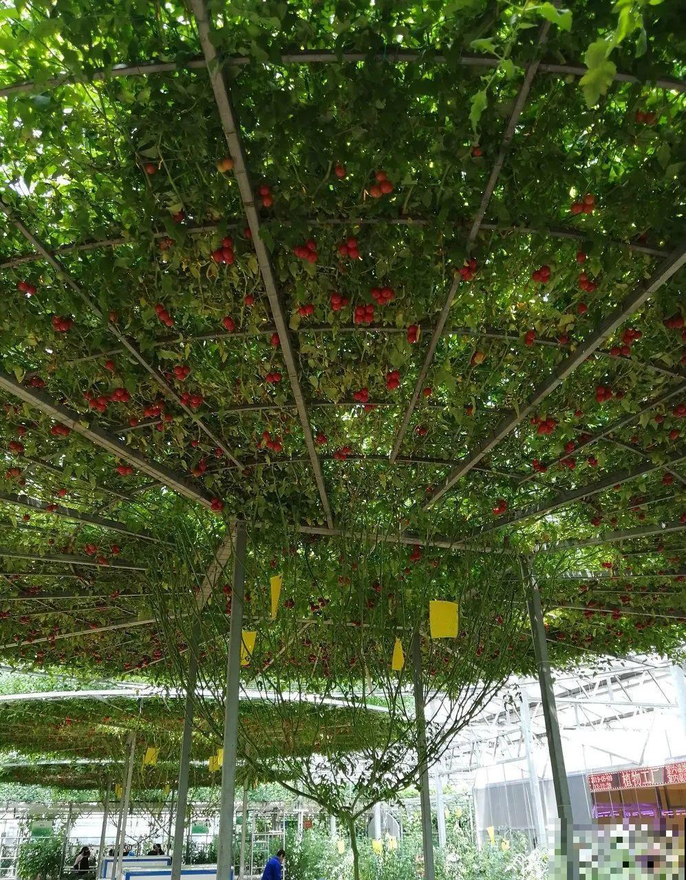 南瓜个头大的出奇，卖了2万8，比养猪还赚钱